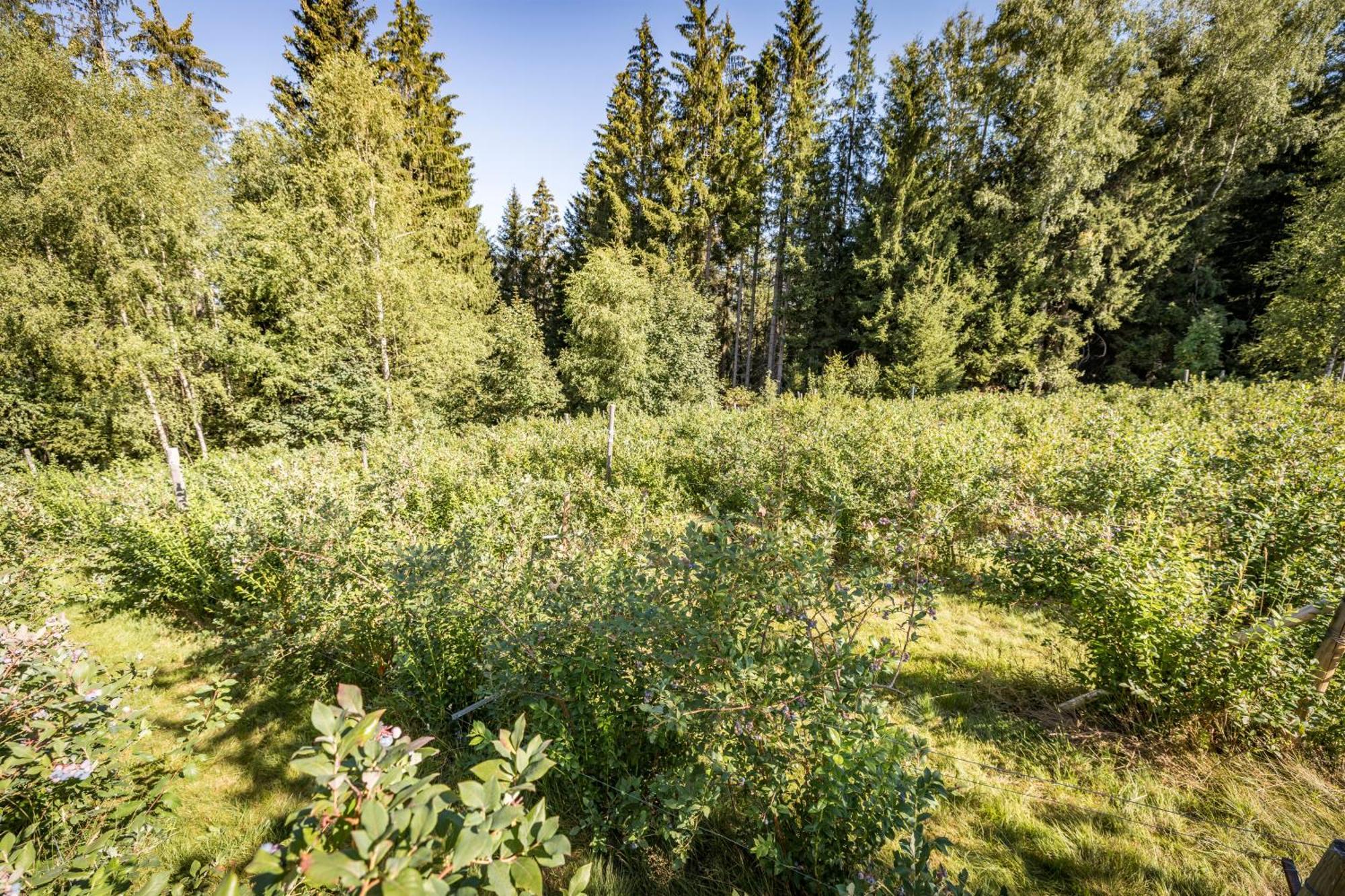 Pension Leithenwald Zwiesel Buitenkant foto